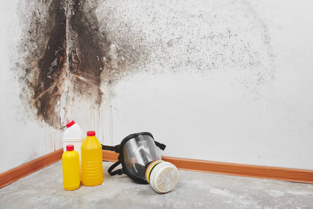 Best Professional Mold Removal  in Privateer, SC