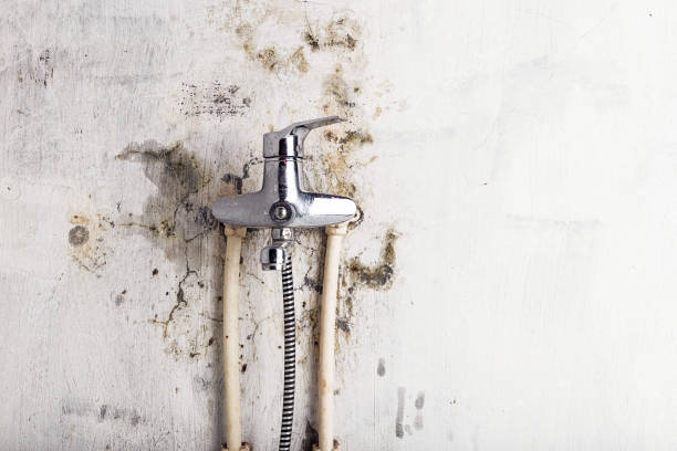 Best Toxic Mold Removal  in Privateer, SC